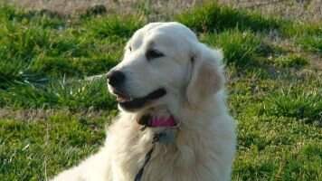 Great Lakes' Daisy May