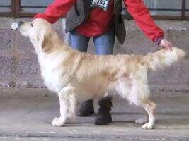 Champion Medodaine Angustah at Dikeadaze JW
