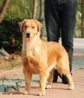 cathy of xinrun kennel