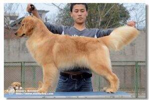 Qino Yixiu of Alang Kennel