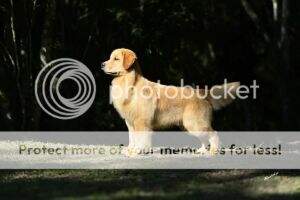 Peterwhite's Aslan Morgan Golden