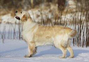 LT, LV, EST, BALT CH Miss Rumba Balta Letena