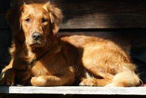 Gundog's Choice Chess