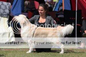 Ch + Dutch Ch + Lux + German VDH & Club Ch Herwildy's Michelangelo Club Winner '14 Dutch Jr CH Luxembourg Jr CH