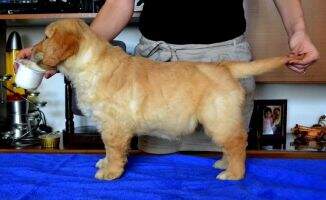 AMAZINGLY SWEET Love Gold FCI