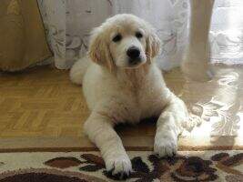 ADMIRABLE COMPANION Love Gold FCI