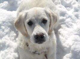Only Diamond Abigail Golden Angels of Oberach
