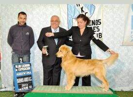 orro Especial Habia una Vez Ringo Starr by Cuchi
