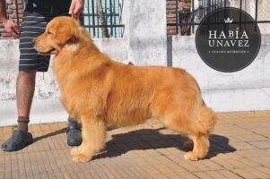 Jov Ch Arg Habia una Vez George Harrison by Cuchi Jov Ch Arg Habia una Vez George Harrison by Cuchi