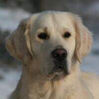 Dt.Champ.(VDH) Dt.Ch.(DRC und GRC) Rostock 2015 und 2018 Remington Rigoletto