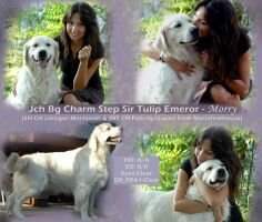 Charm Step Sir Tulip Emperor Junior Club Winner '13