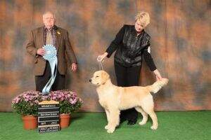BPIS Ch. Jackson Eirene Seventh Heaven 3x BBPS