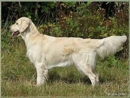 Sunquest's Bonne Amie Kessy
