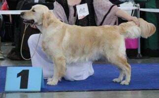 CAC, Res. CACIB Let's Live Forever Brdske zlato