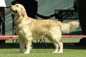Mochavulin Remi Me of Rembrook CGC(Si)