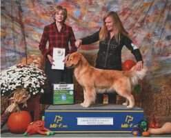 CH. Shilo's Dey of Liberty DN (GRLS 654)
