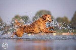Dutiful Josie of Golden Attention