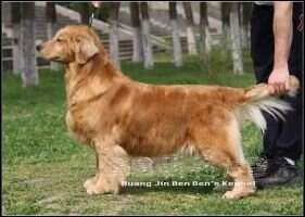 Emma of Huang Jin Ben Ben Kennel