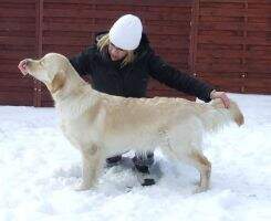 Chocolate au Lait from Strawberry Goldens
