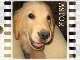 Astor Huella Dorada