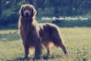 Golden Miracle's A.Gonzalo Tiguan