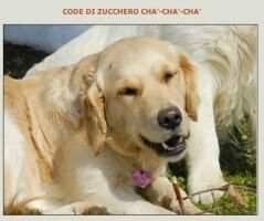 Code di Zucchero Cha'-Cha'-Chaa' Code di Zucchero Cha'-Cha'-Chaa'