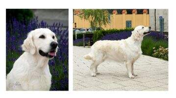 Pl.Ch., SK Ch. Gemma Gemmarum Adsum