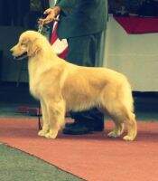 Legacy Golden Wamba CAMPEONA JOVEN