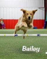 Bear Creek's Baileys Irish Cream Joyride