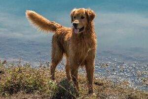 Sir Buddy Of Pike Farm