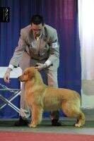 Puppy Habia una Vez Donato by Lake and Beach Puppy Habia una Vez Donato by Lake and Beach