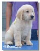 Marck Guoguo of Alang Kennel