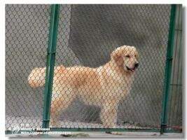 Manu of Alang Kennel