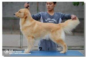 Meika of Alang Kennel