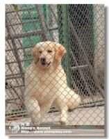 Mia Only of Alang Kennel