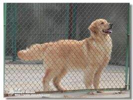 Mauri of Alang Kennel