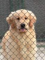 Maty of Alang Kennel