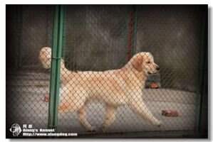 Lary of Alang Kennel