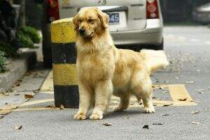 Lexi of Alang Kennel