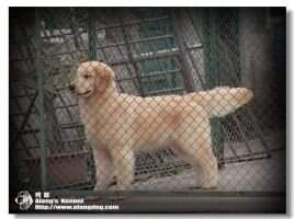 Lia of Alang Kennel