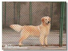 Liba of Alang Kennel