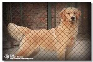 Lexa Mary of Alang Kennel