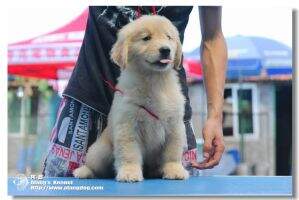 KULONG of Alang Kennel