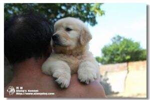 Pakor Qian long of Alang Kennel