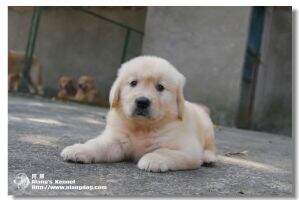 KUQI of Alang Kennel