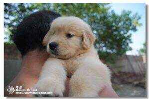 BAOBEI of Alang Kennel