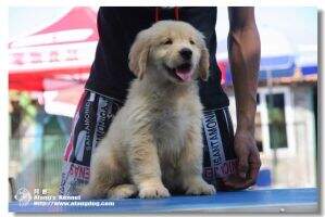 LUCKYI of Alang Kennel