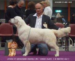VDH-Junior Champion Utrish iz Sokolinogo Gnezda Herbst-Jugend 2013/ Fruhjarssieger 2014/ Meisdorf 2017