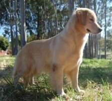 CHASSE E BONNIE