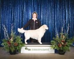 Int'l CH Chester Beaumont of Strike Golden